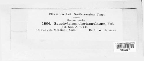 Physoderma pluriannulatum image